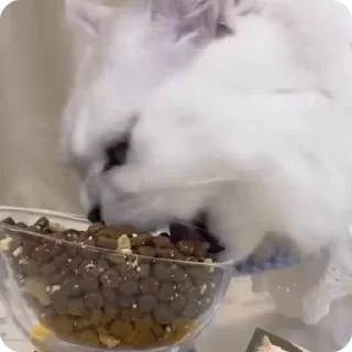 🥘 emoji FunnyCats Telegram sticker 19 of 95