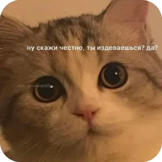 🫥 emoji meowstickstickersss Telegram sticker 12 of 51