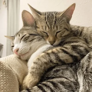 ❤️ emoji киси-сердечки Telegram sticker 8 of 63