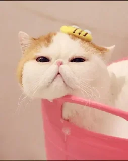 🌟 emoji Котики♡´･ᴗ･`♡✍️ Telegram sticker 16 of 18