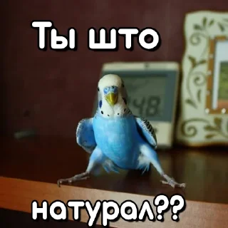 😍 emoji Флекс папуги Telegram sticker 8 of 120