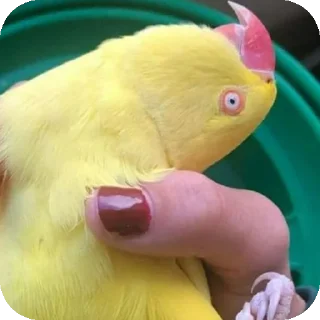 😨 emoji Попугайчики Telegram sticker 6 of 26