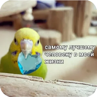 ❤ emoji Попугайчики Telegram sticker 15 of 26
