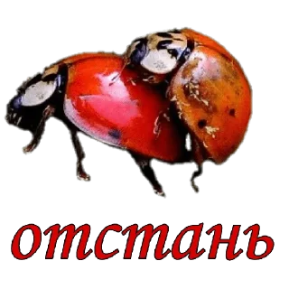 🙄 emoji жуки пауки Telegram sticker 16 of 100