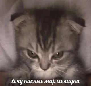 😾 emoji мои котята Telegram sticker 21 of 28