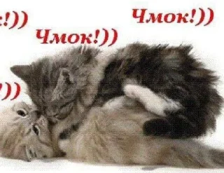 🐣 emoji люблю федю Telegram sticker 23 of 38