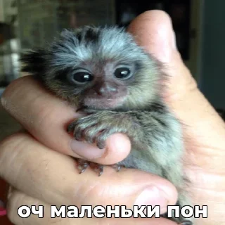 🥵 emoji ПОНчики @eternl7 Telegram sticker 23 of 24