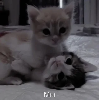 ❤️ emoji Любовь Telegram sticker 20 of 81