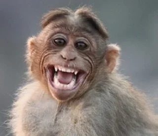 😁 emoji Best monkeys Telegram sticker 11 of 73