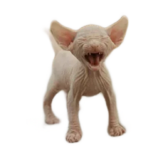 😦 emoji 😼🤙🏻 Telegram sticker 5 of 37