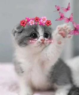 🥰 emoji Гроб котиков. Telegram sticker 22 of 60