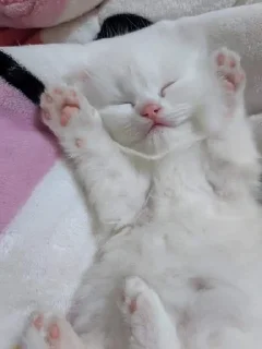 ☺️ emoji Гроб котиков. Telegram sticker 21 of 60