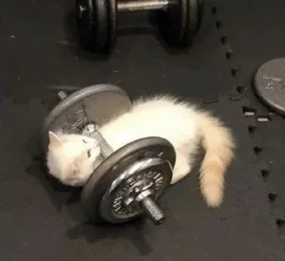 🦾 emoji Гроб котиков. Telegram sticker 19 of 60