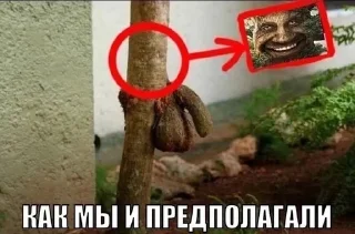🌳 emoji Мудрый дуб Telegram sticker 8 of 120