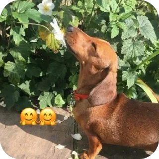 🐶 emoji Таксёниши(такси) Telegram sticker 11 of 16