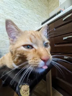 😛 emoji Кузьма и бусик Telegram sticker 16 of 19