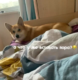 🥲 emoji ЛЕОНИДДД Telegram sticker 20 of 41