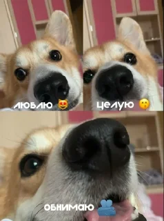 😽 emoji ЛЕОНИДДД Telegram sticker 16 of 41