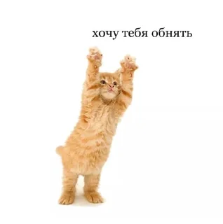 🌟 emoji Пикчи для любимой Telegram sticker 21 of 80