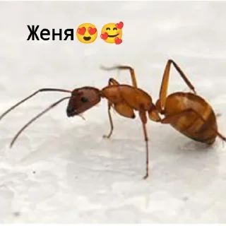 🌼 emoji Чилипиздрия – отдельный фандом Telegram sticker 2 of 43