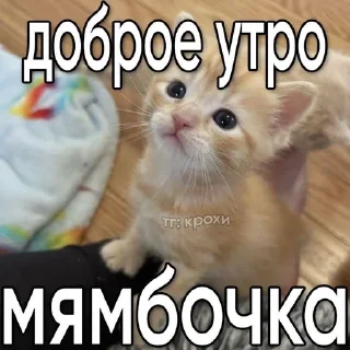 🌟 emoji Игоревна и котячий мир Telegram sticker 16 of 74