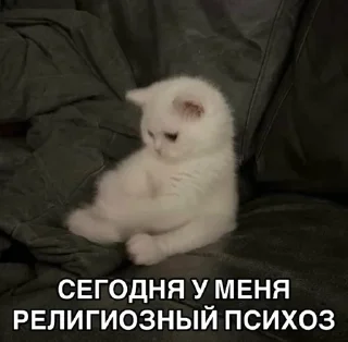 🌟 emoji Игоревна и котячий мир Telegram sticker 22 of 74