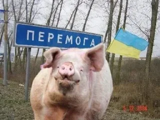 🐽 emoji Слава России Telegram sticker 12 of 89