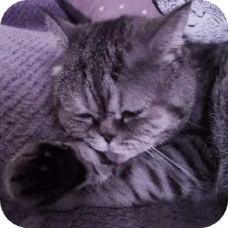 🐱 emoji Кокаин(кокс) Telegram sticker 16 of 40