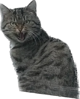 Sticker from кот сема и друзя