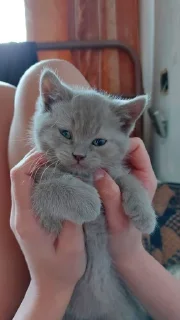 🙈 emoji Котов Водителей пак Telegram sticker 16 of 120