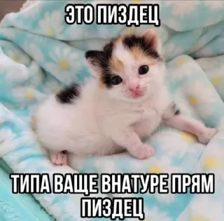 🌟 emoji Шиза Абобы228 :: @Aboba228_011 @fStikBot Telegram sticker 3 of 120