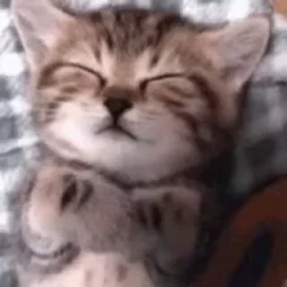 💤 emoji CATS PACK @STICKERSVL Telegram sticker 13 of 30