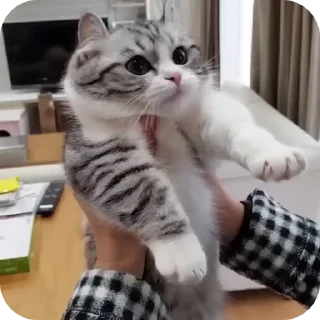 😸 emoji котёнок ШИЗОИД @freeKITTENSHIZ Telegram sticker 13 of 58