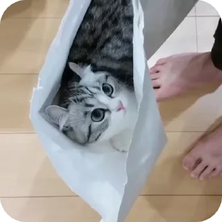 🛍️ emoji котёнок ШИЗОИД @freeKITTENSHIZ Telegram sticker 15 of 58