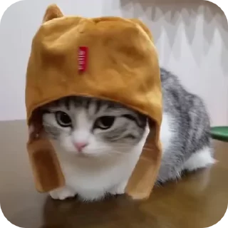 🧢 emoji котёнок ШИЗОИД @freeKITTENSHIZ Telegram sticker 10 of 58