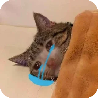 😭 emoji Котья Telegram sticker 12 of 34