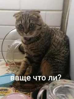 🌟 emoji моикотики<3 Telegram sticker 5 of 61