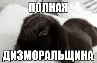 Sticker from поплачтеХDnyü13uko