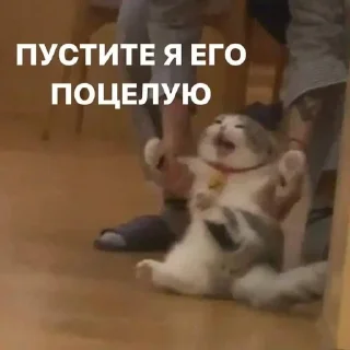 Sticker from роза среди навоза