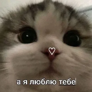 🌟 emoji мяукалки Telegram sticker 18 of 37
