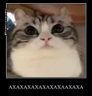 🐈 emoji ЭЩКЕРЕ @amare_shit Telegram sticker 16 of 40