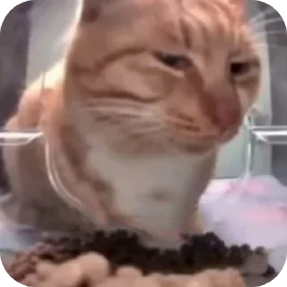 Sticker from Fusking cats