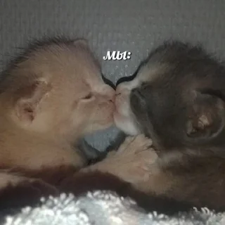 🌟 emoji это алины Telegram sticker 13 of 49