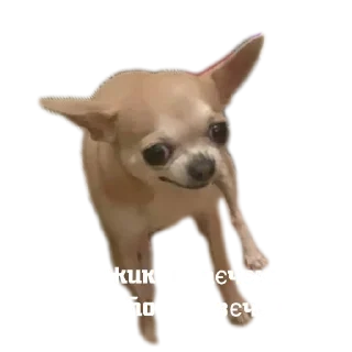 🐶 emoji GERA Telegram sticker 19 of 29