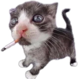 🚬 emoji меня косоёбит Telegram sticker 9 of 22
