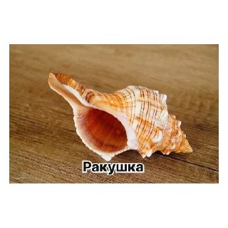 😀 emoji За 5$ Мне СОСИ СОСИ Сделаешь? Telegram sticker 23 of 41
