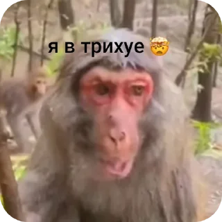😳 emoji БИБИЗЯНКИ💗 Telegram sticker 5 of 54