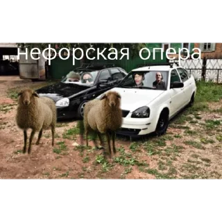 🥵 emoji Пакита крут Telegram sticker 18 of 38