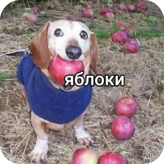 🐶 emoji Emoji / by @cevapses Telegram sticker 10 of 118