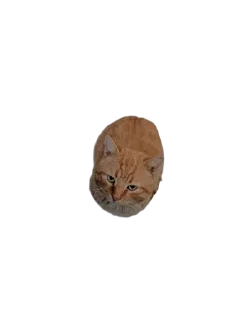 🌟 emoji Стики Telegram sticker 1 of 53